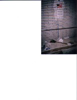 tshirt.psd